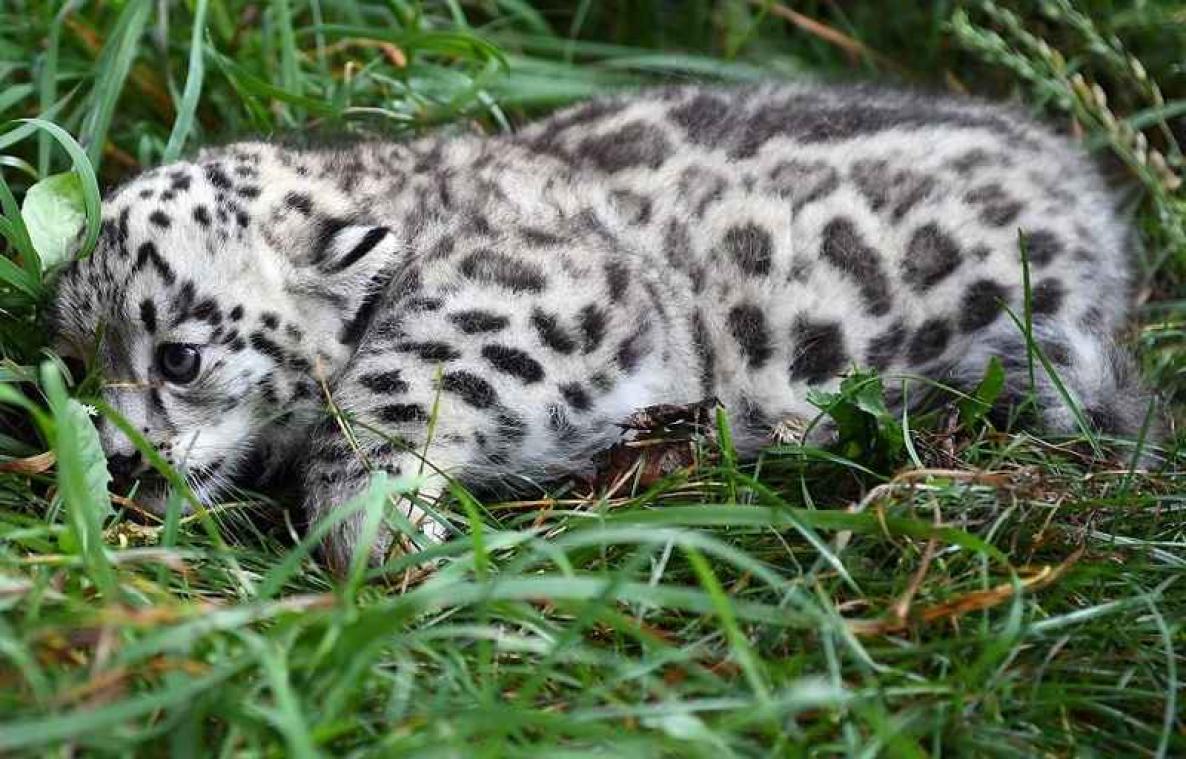Derniers espoirs pour sauver le léopard des neiges