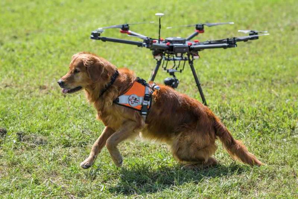 En Suisse, les chiens sont épaulés par des drones lors des missions de sauvetage en montagne