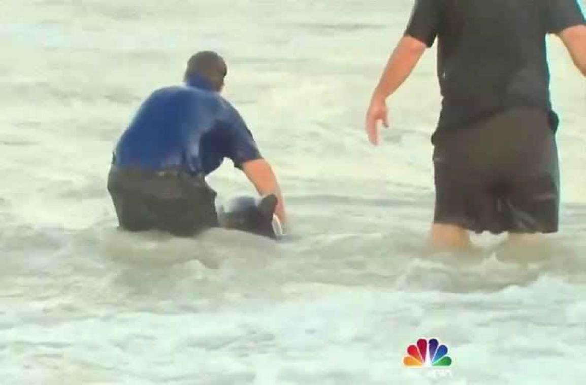 VIDEO. Un reporter de NBC sauve deux dauphins en Floride