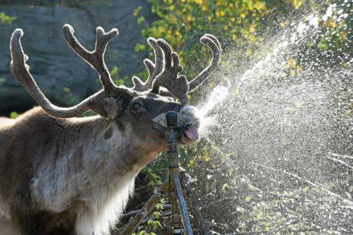Le caribou et le béluga, espèces les plus menacées du Canada