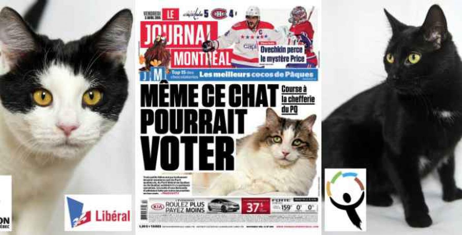 Au Québec, des chats auraient pu voter et élire un président de parti