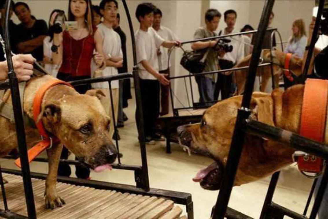 Une « uvre » mettant en scène des chiens fait polémique au musée Guggenheim