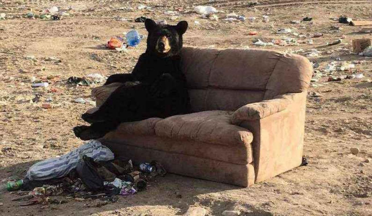 Un ours se relaxe sur un canapé au Canada