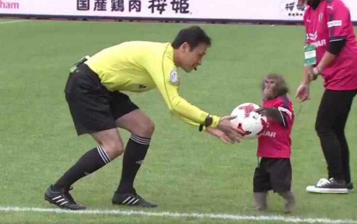 VIDEO. Un singe en laisse utilisé comme bête de foire sur un terrain de football
