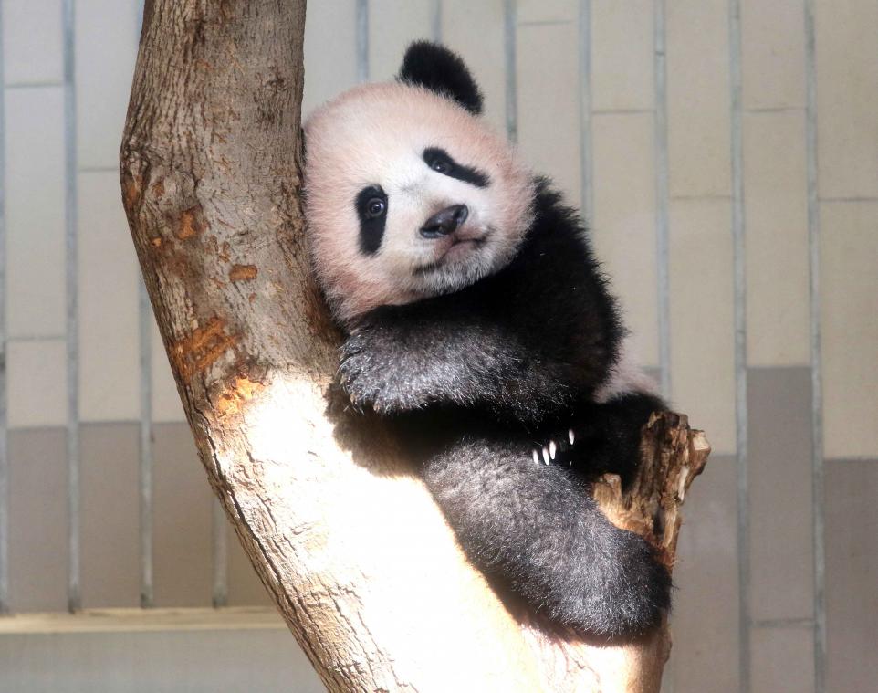 Un zoo japonais organise une loterie pour admirer son célèbre bébé panda