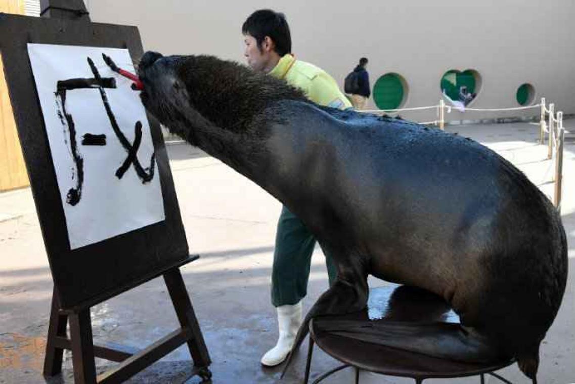VIDEO. Au Japon, un lion de mer fait de la calligraphie