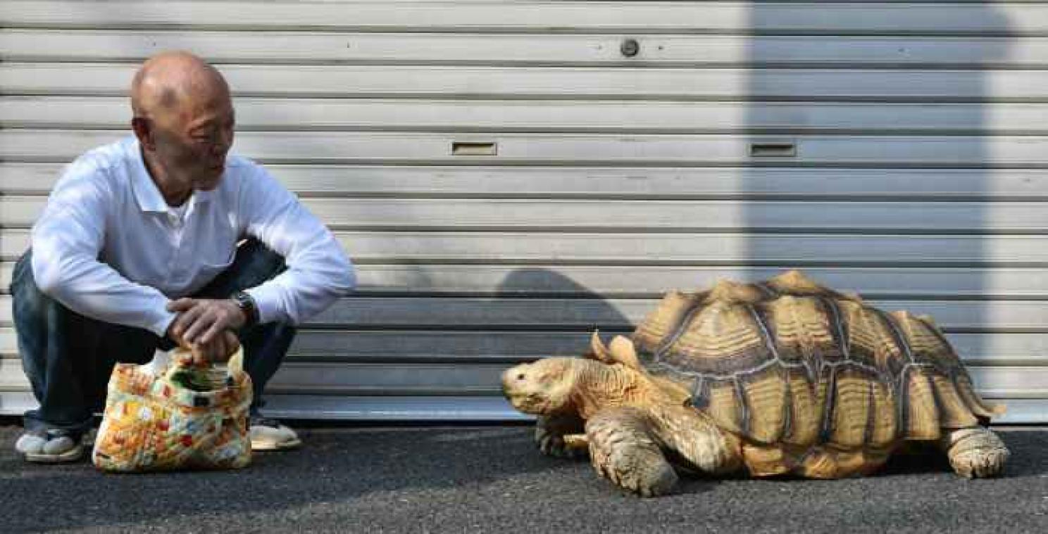 Chaque jour, ce croque-mort promène sa tortue géante en laisse dans les rues de Tokyo