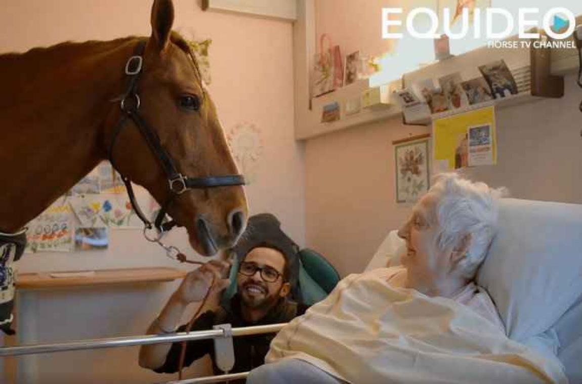 Peyo, le cheval qui rend visite aux malades d'Alzheimer