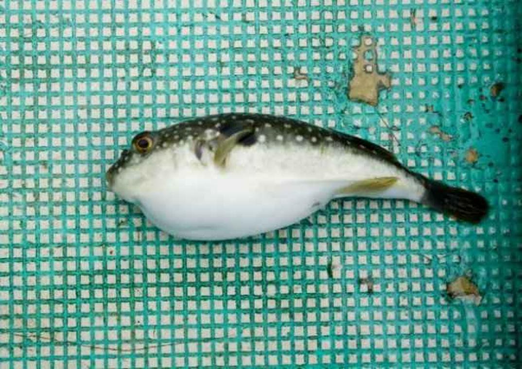 Une ville japonaise lance une alerte au fugu, un poisson potentiellement mortel