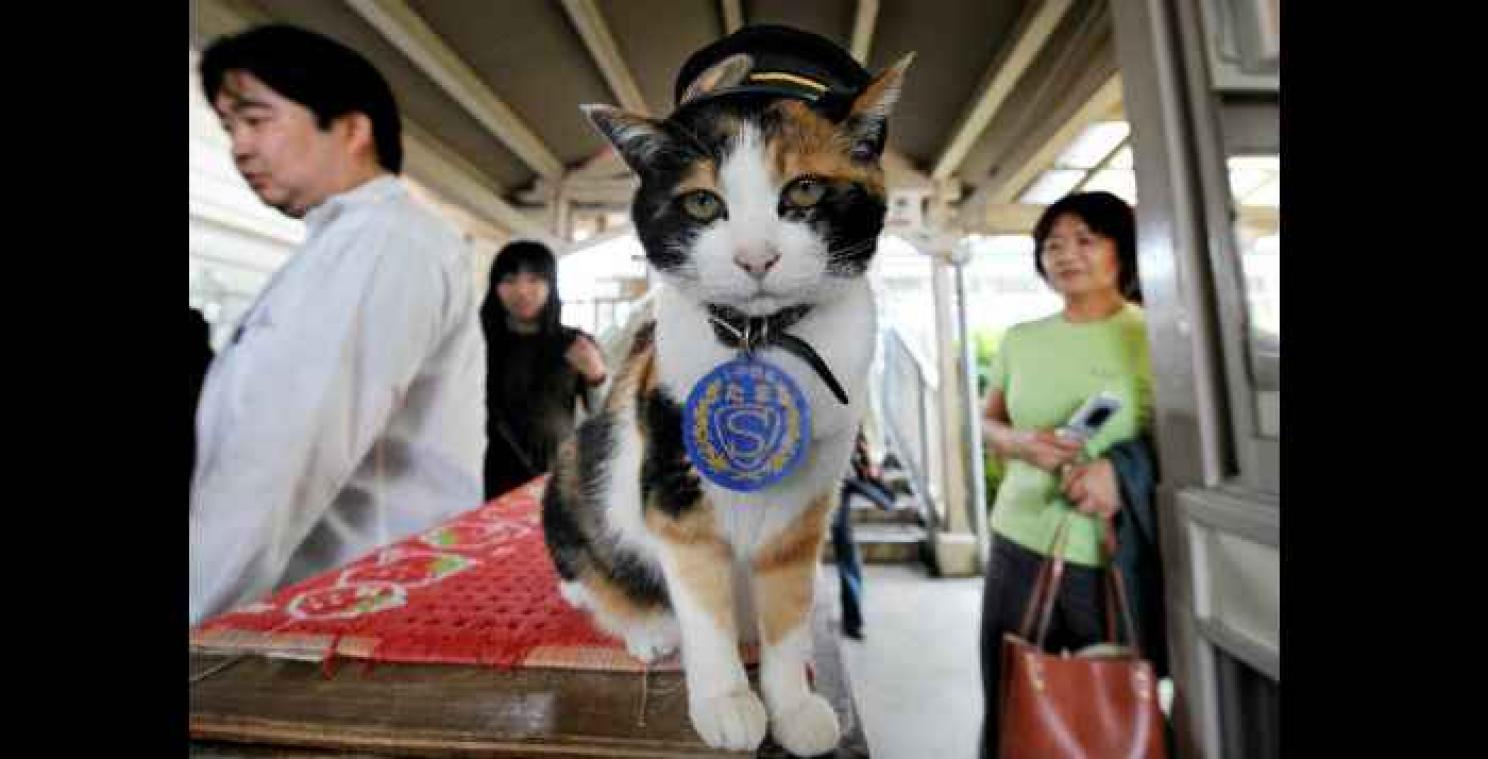 Mort de Tama, un chat errant devenu chef de gare qui attirait des milliers de touristes