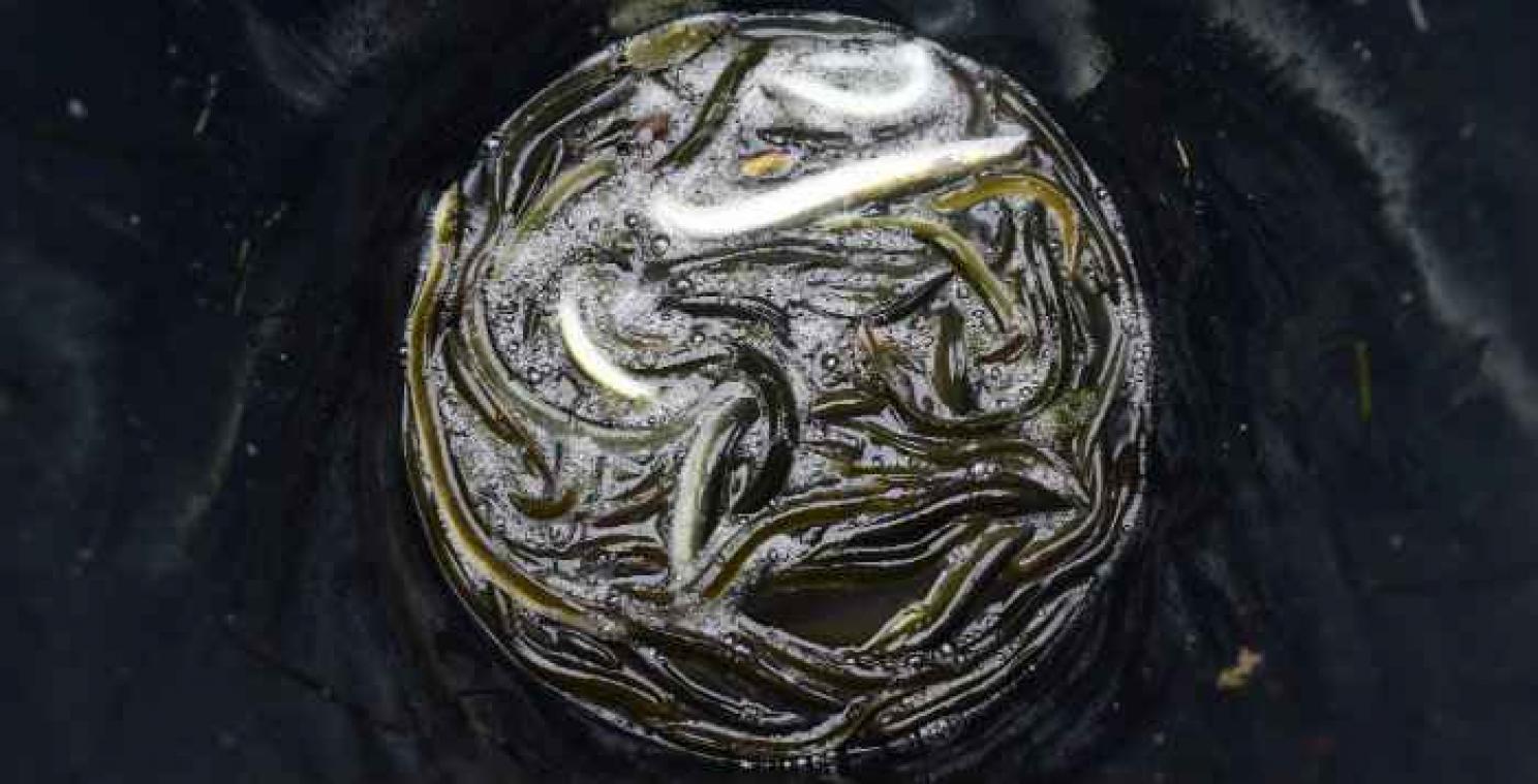 Bientôt un soda aux extraits d'anguille en vente au Japon