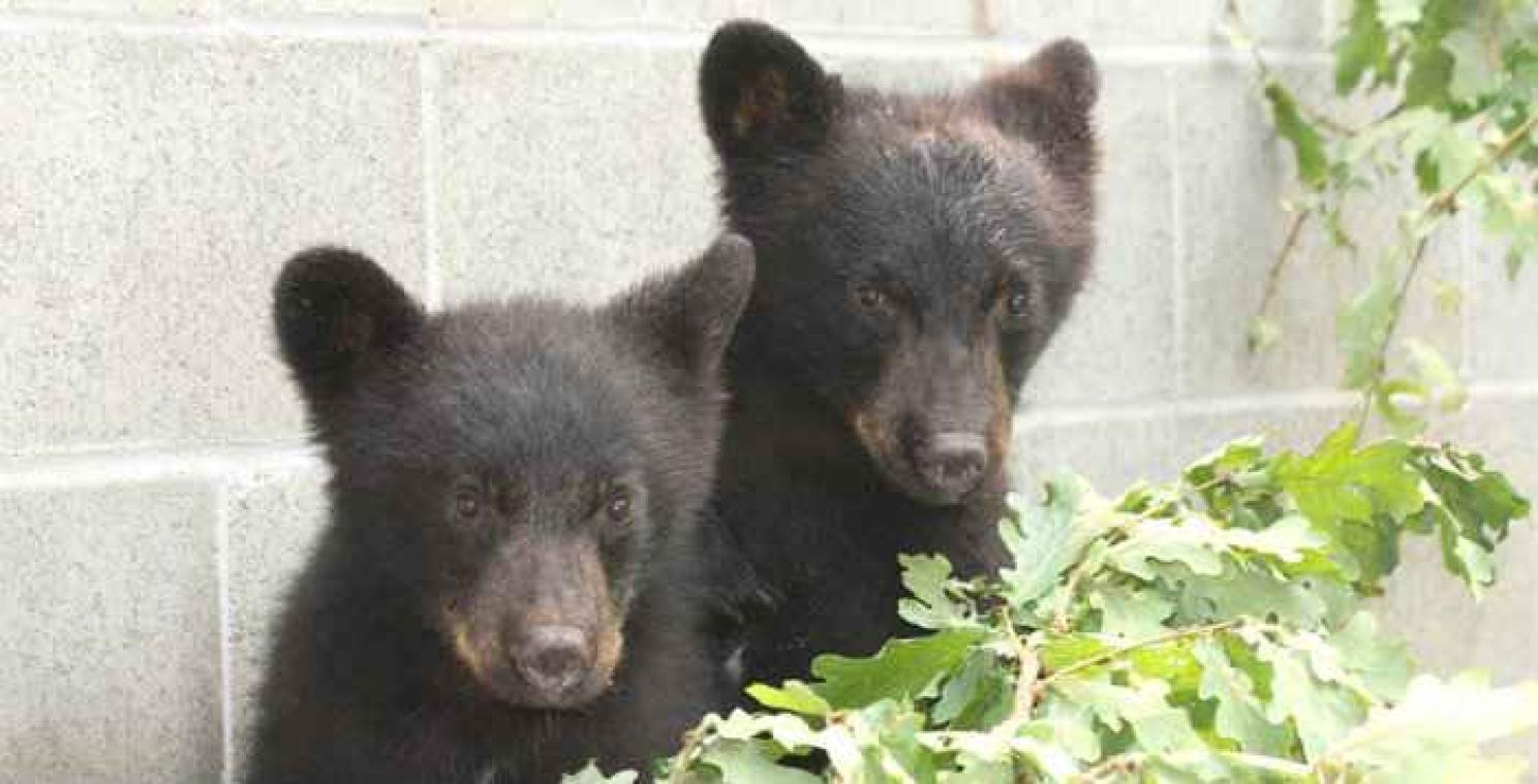 Les Canadiens se mobilisent pour un garde-chasse viré pour avoir refusé d'euthanasier deux oursons