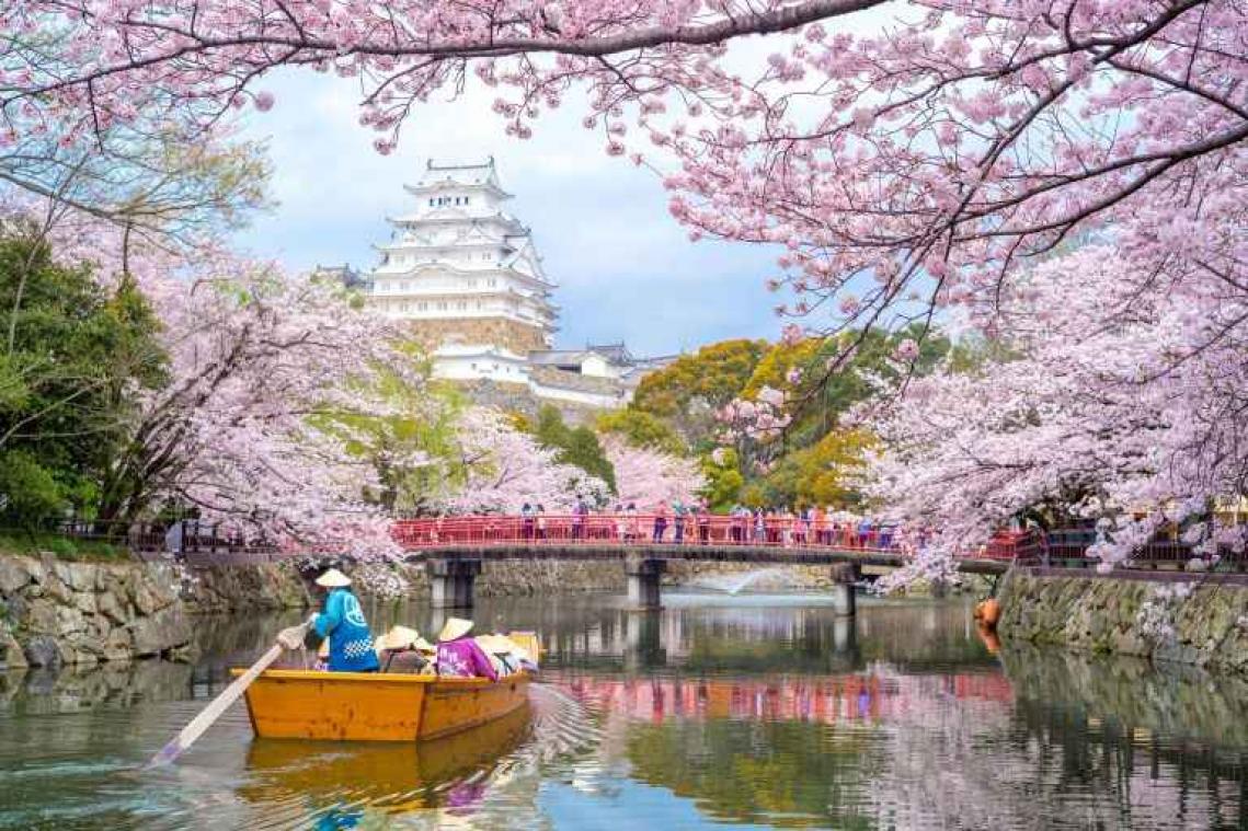 Quand commence la saison des cerisiers en fleurs au Japon ?
