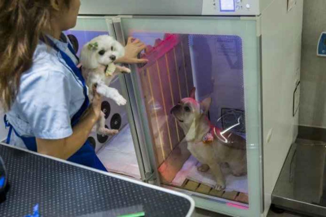 Des chiens qui mènent la vie de château à Hong-Kong