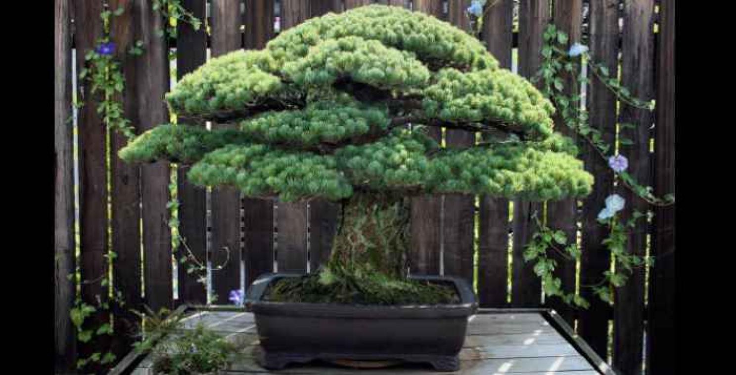 Ce bonsaï, vieux de près de 400 ans, a survécu à Hiroshima
