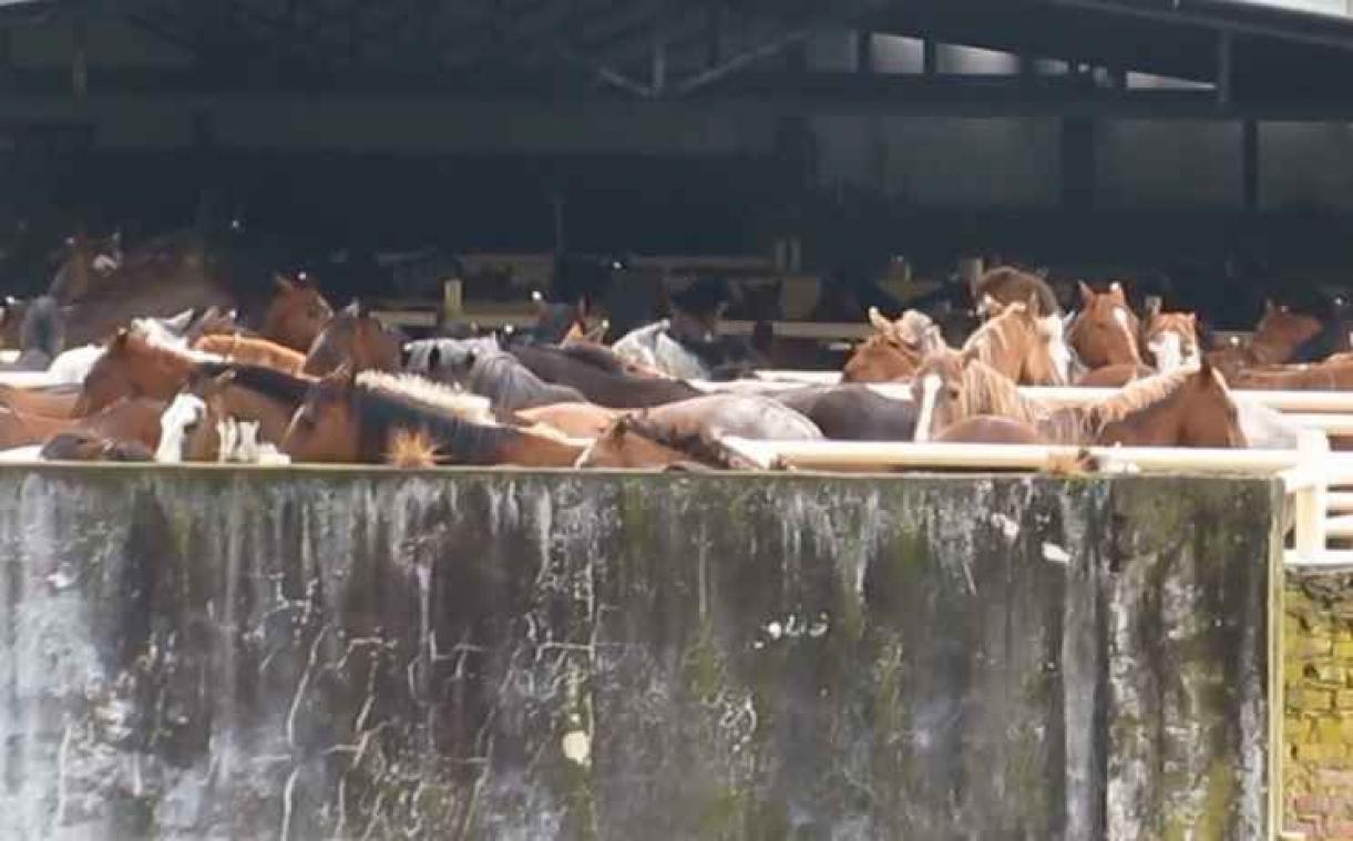 GAIA diffuse une vidéo sur le commerce de chevaux d'abattage en Amérique latine