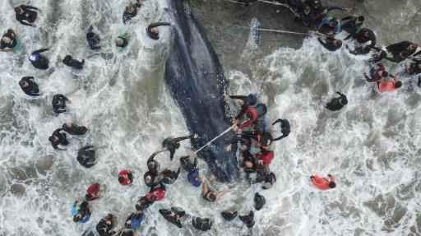 Une baleine échouée meurt sur une plage argentine malgré les efforts de la population