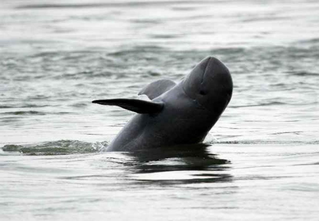 Au Cambodge, les dauphins menacés d'extinction deviennent plus nombreux