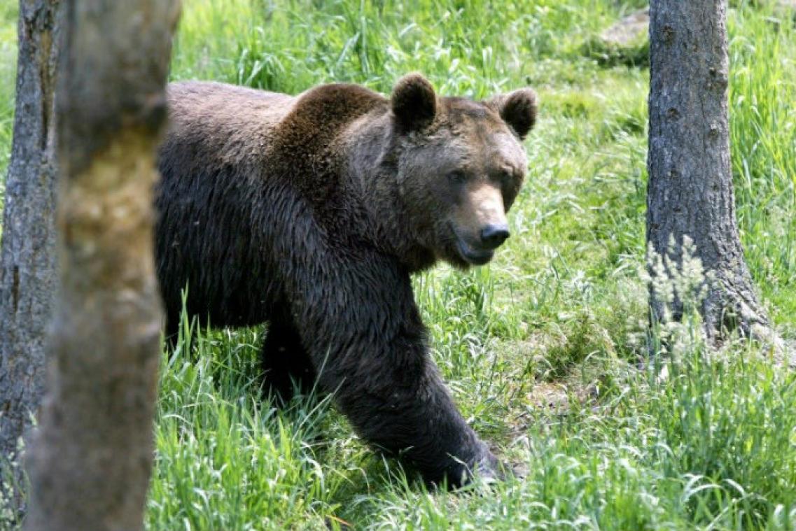 Réintroduction de l'ours dans les Pyrénées, ou l'Etat contre les éleveurs
