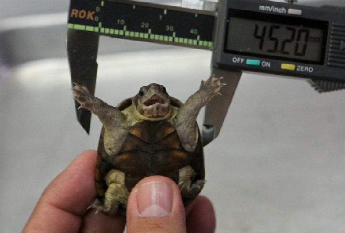 Une nouvelle espèce de tortue découverte au Mexique