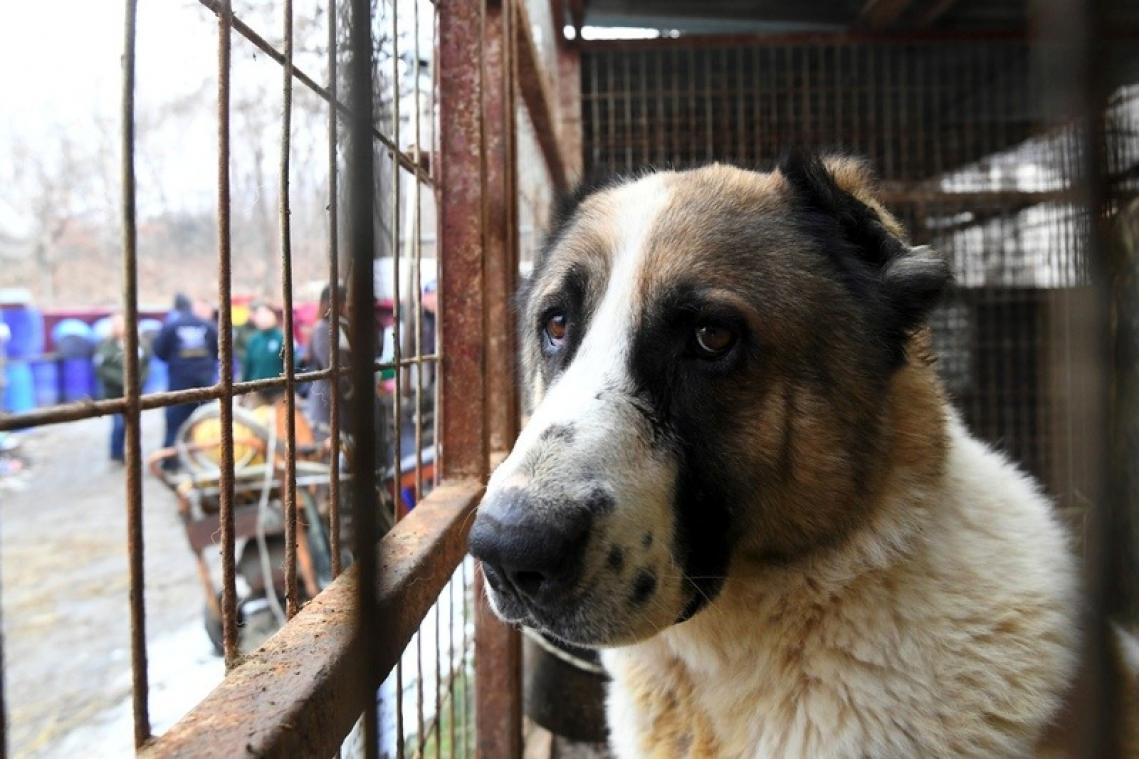 Tuer les chiens pour leur viande est illégal, juge un tribunal sud-coréen
