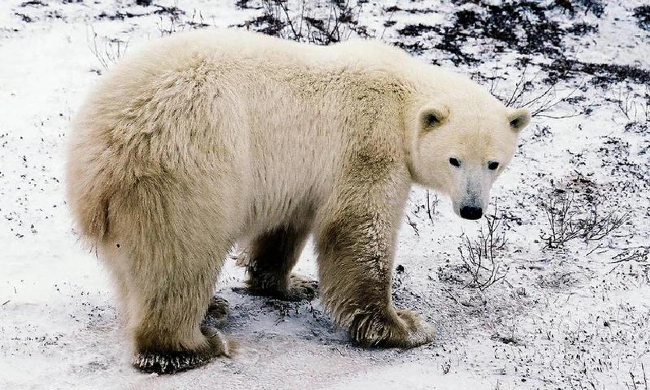 Un Canadien tué par un ours blanc en protégeant ses enfants