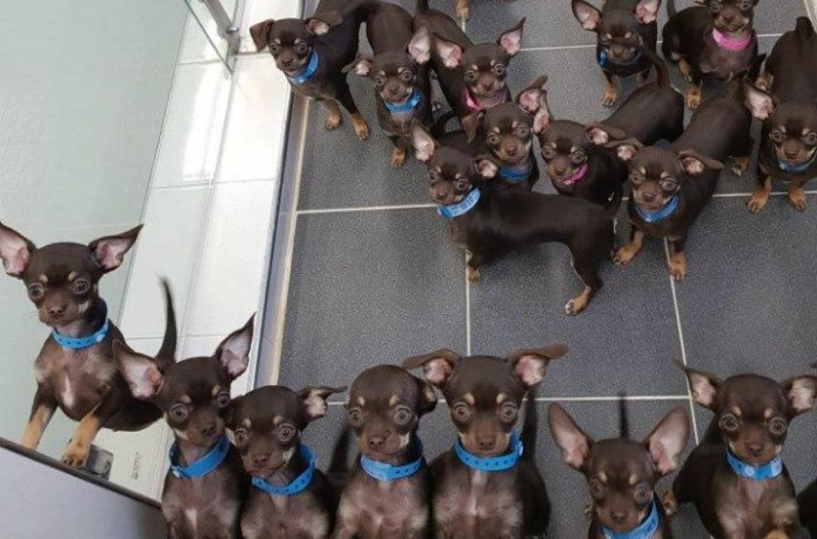 Cloné 49 fois, un chihuahua devient le chien le plus cloné du monde