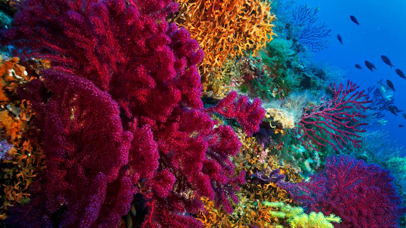 Des chercheuses ont-elles trouvé une solution pour protéger les récifs coralliens?