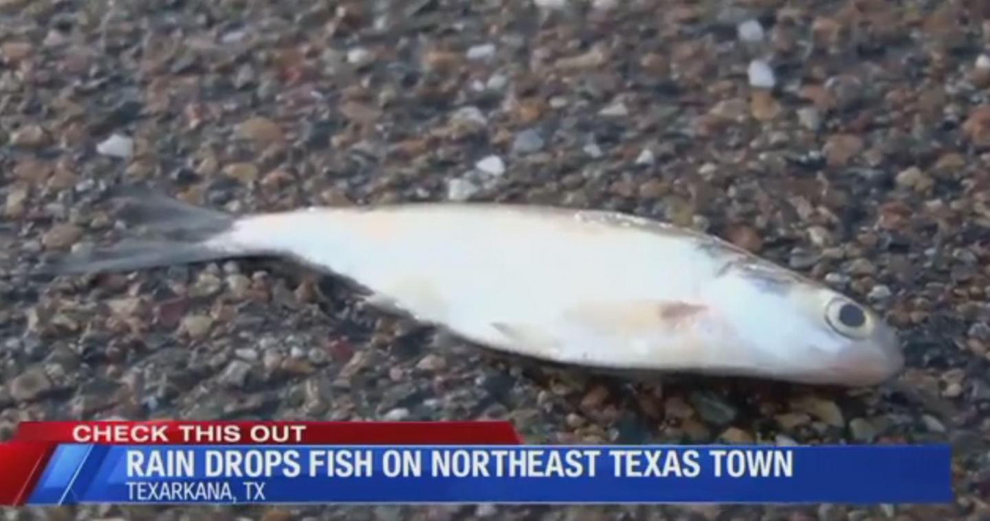 Des centaines de poissons tombent du ciel et s’abattent sur une ville du Texas