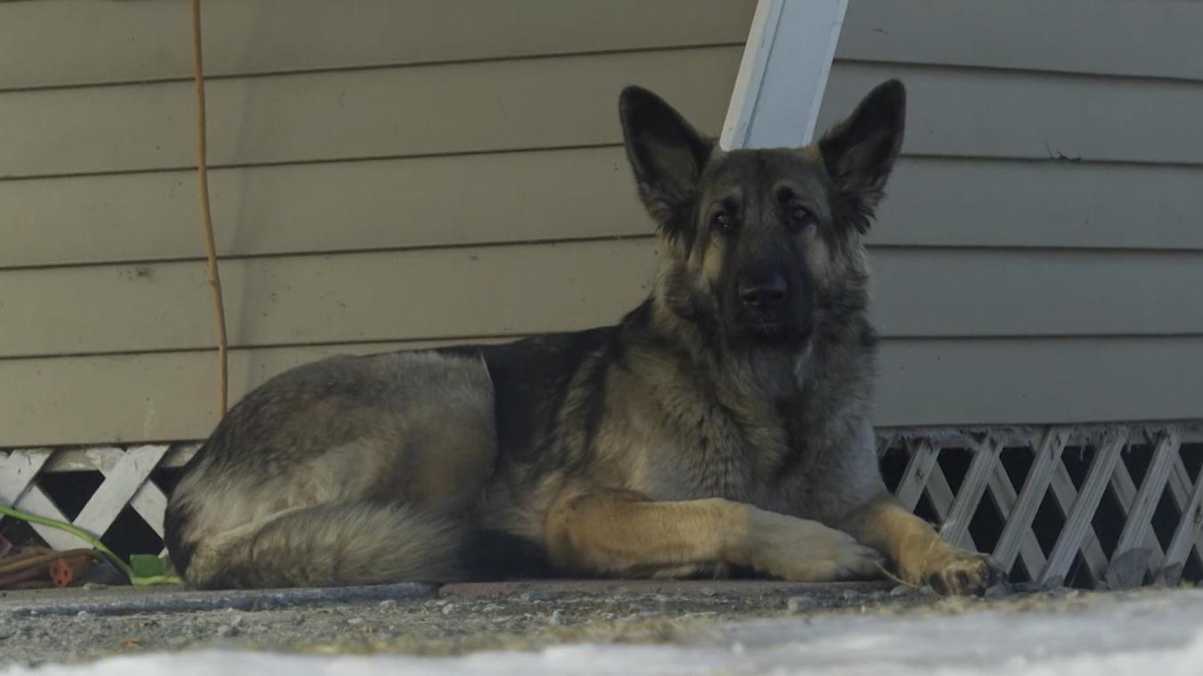 Ce chien sauve la vie de son maître en amenant la police sur le lieu d’un accident