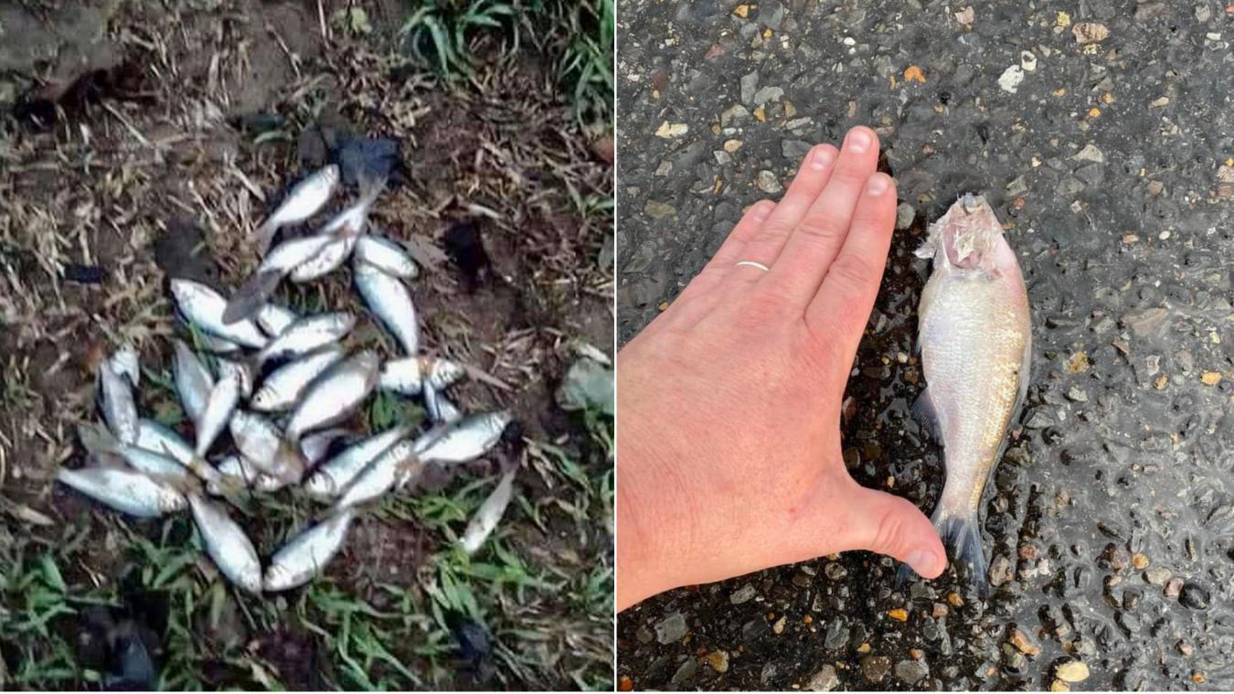 Une pluie de poissons tombe sur une ville du Texas, les scientifiques l’expliquent