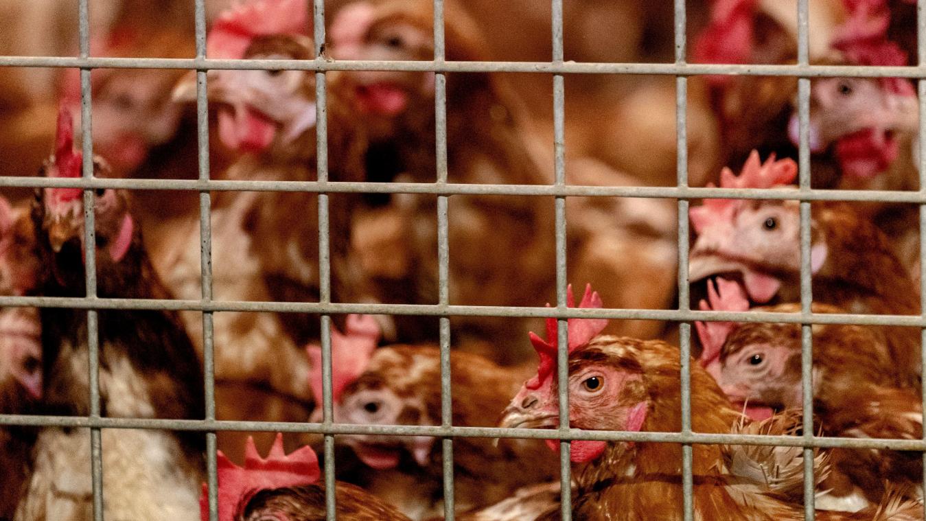 Un patient contaminé par la grippe aviaire: un cas «très rare», rassurent les experts