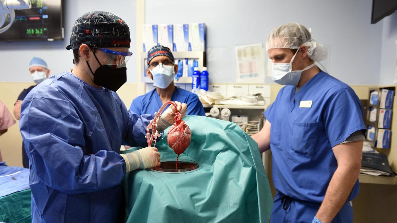 Des chirurgiens américains ont greffé avec succès le cœur d’un porc sur un humain