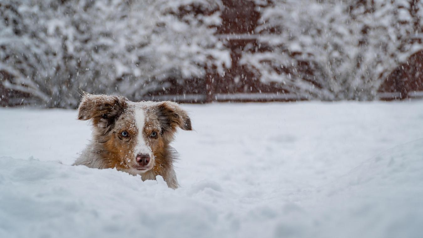 Une petite russe perdue survit à une tempête de neige en se réchauffant contre un chien errant