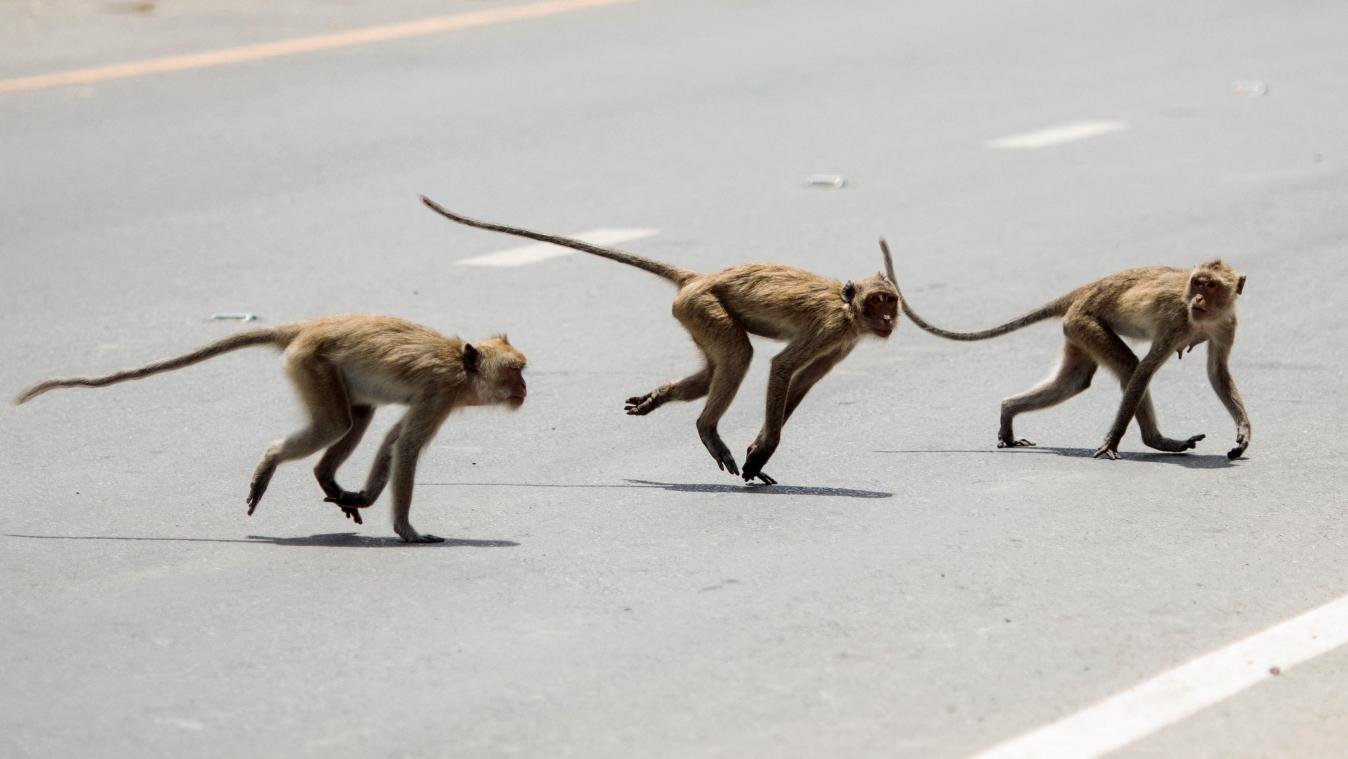 Des singes de laboratoire profitent d’un accident de la route pour se faire la malle