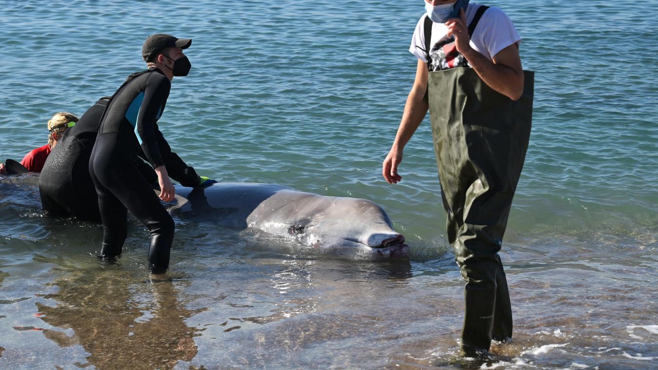 Une jeune baleine blessée échoue sur une plage près d’Athènes