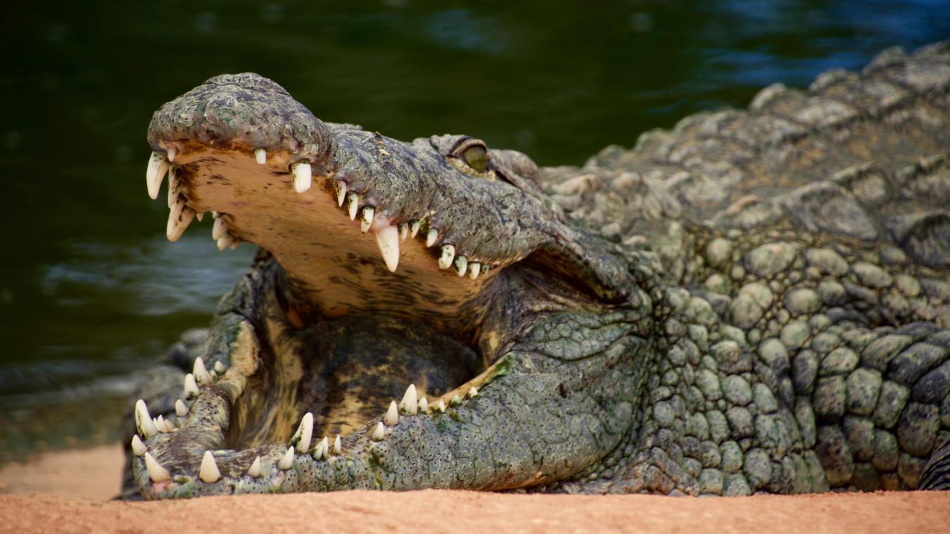 Un bébé dinosaure retrouvé dans l’estomac d’un crocodile géant