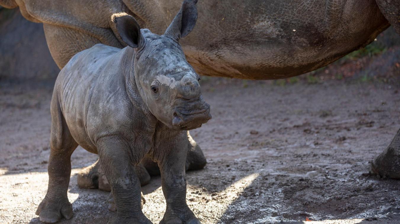Carnet rose à Pairi Daiza: un rhinocéros blanc du Sud pointe le bout de sa corne