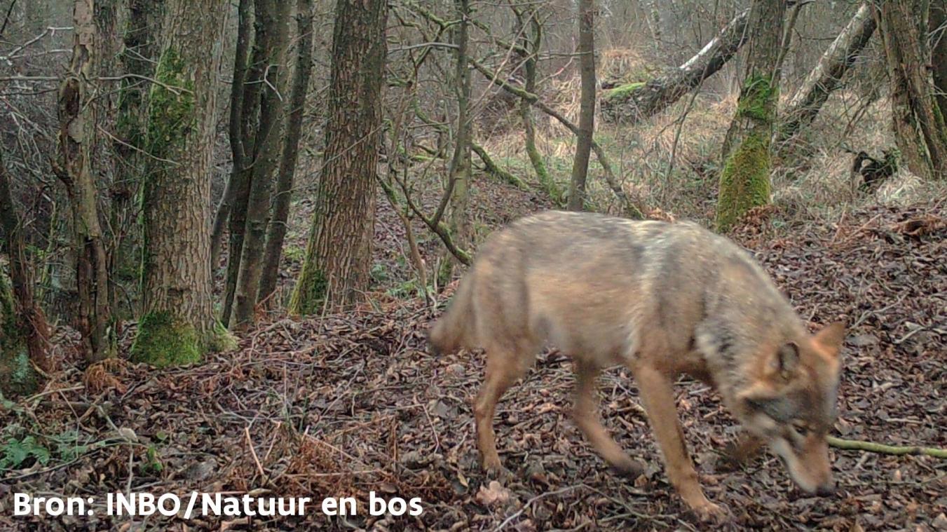 La louve Noëlla a donné naissance à plusieurs louveteaux dans le Limbourg