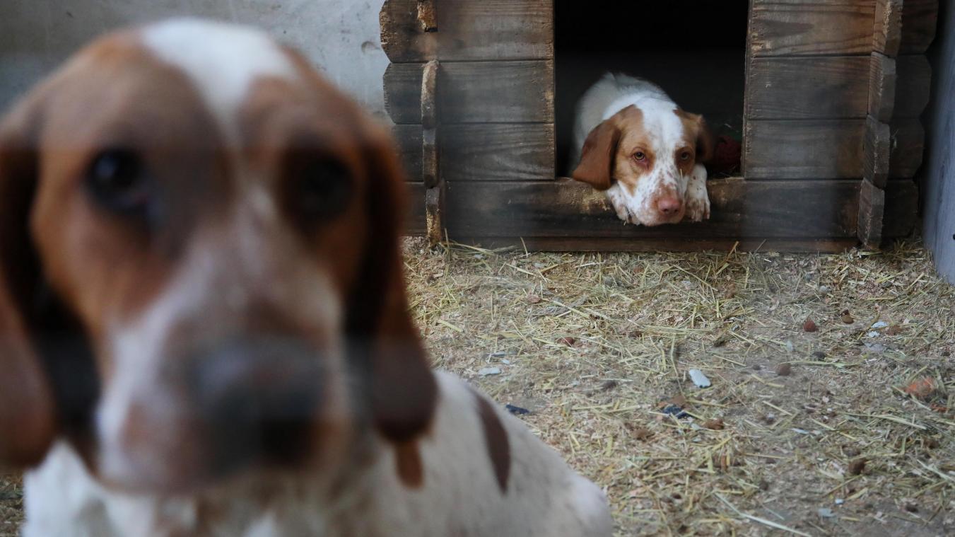 Ces volontaires qui risquent leur vie pour sauver des animaux en Ukraine