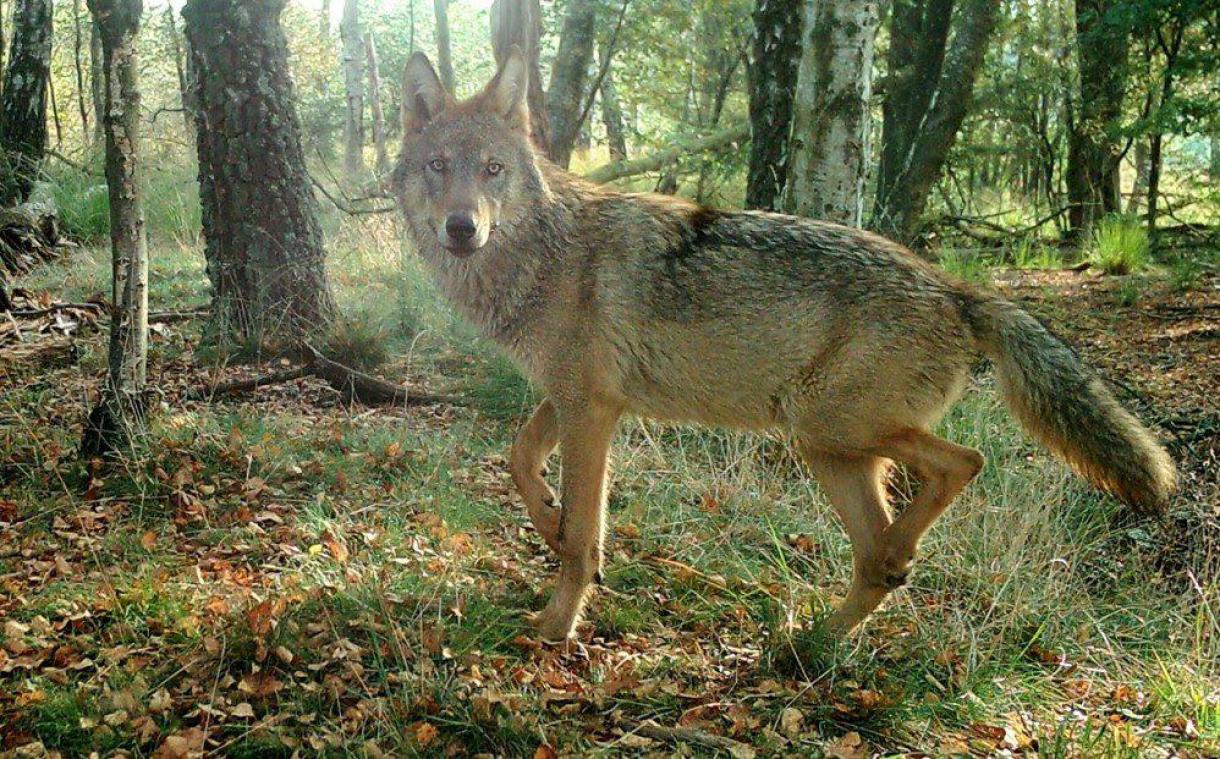 La présence d’un loup a été confirmée à l’ouest de l’Escaut, une première depuis plus de 150 ans