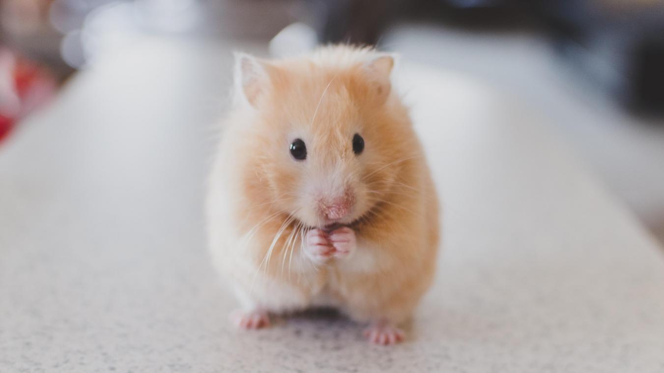 Des scientifiques parviennent à inverser le vieillissement chez les souris: «Cela va arriver pour nous aussi»