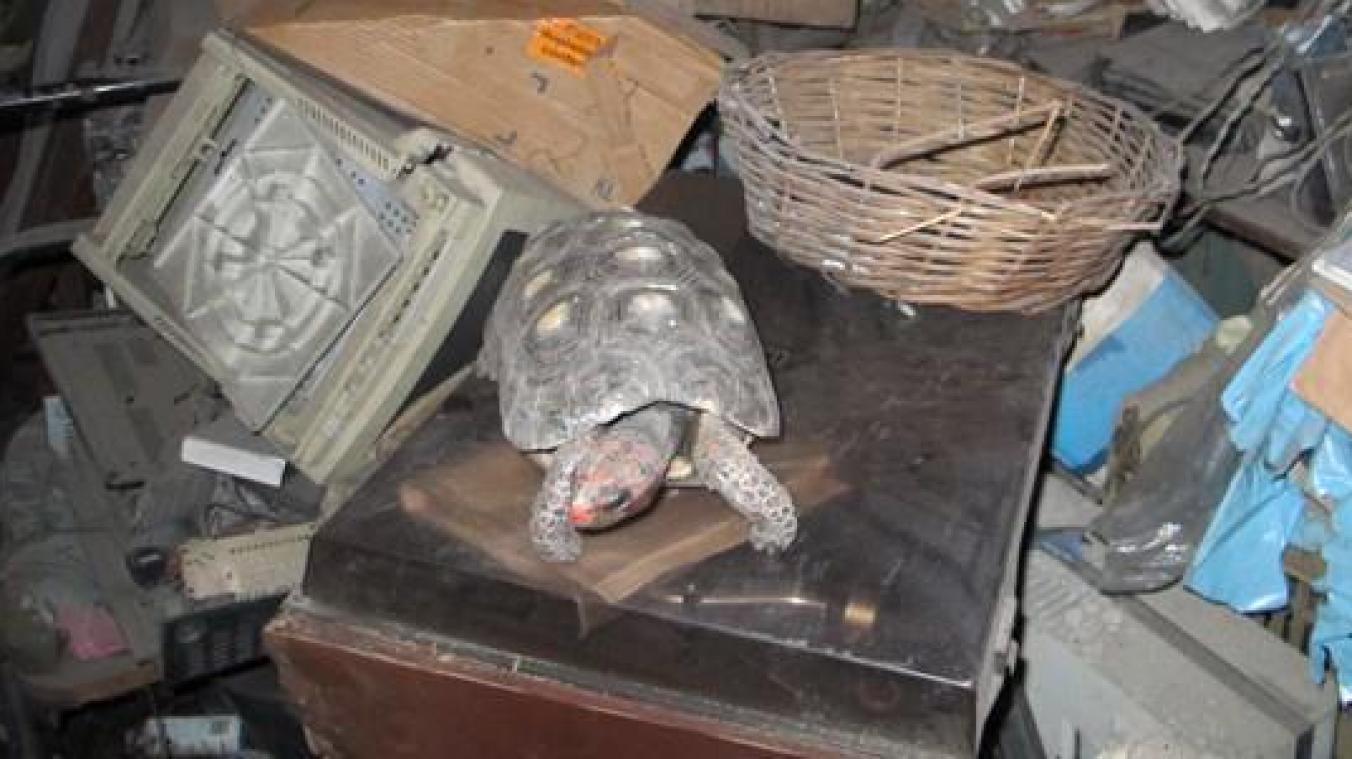 Leur tortue disparaît, ils la retrouvent dans leur grenier 30 ans plus tard