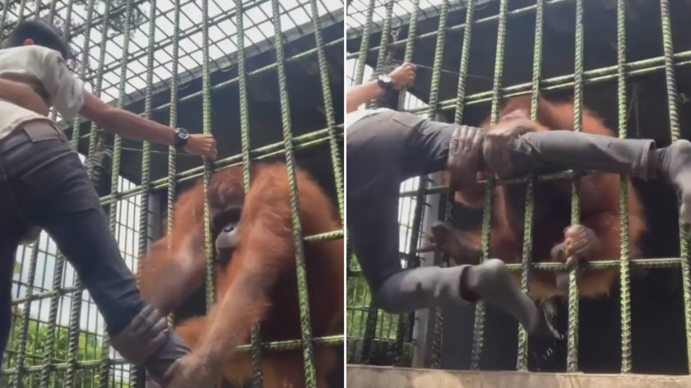 Un orang-outan attrape violemment la jambe d’un visiteur qui s’était approché trop près de sa cage