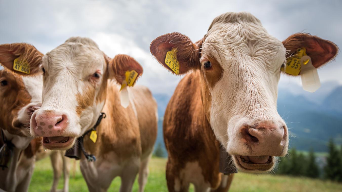 Les rots et les pets des vaches vont bientôt être taxés en Nouvelle-Zélande