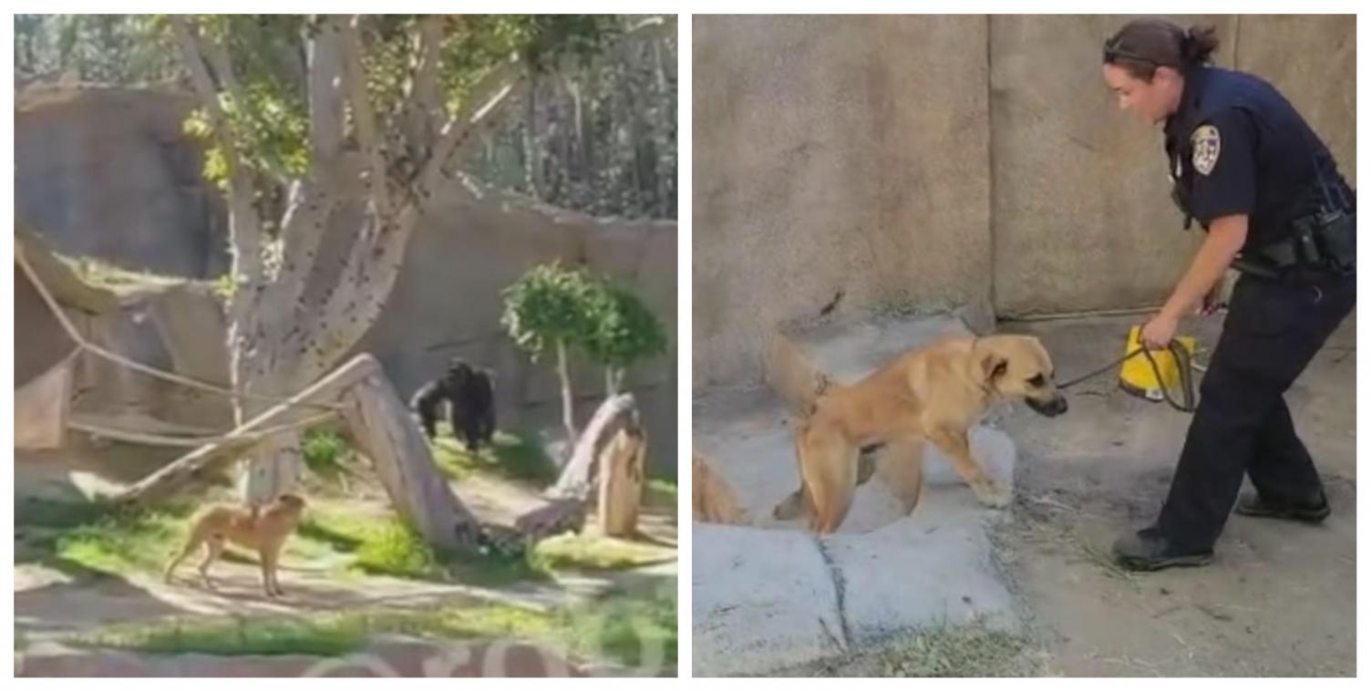 Un chien pénètre dans l’enclos de gorilles et évite le pire grâce à l’intervention rapide de soigneurs (vidéo)
