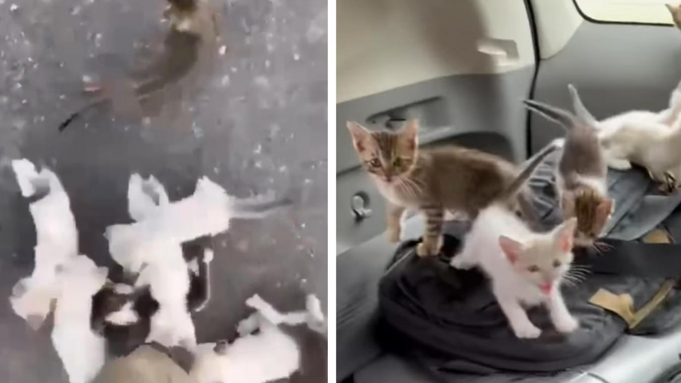 Il devient le héros de la toile en recueillant 13 chatons sur le bord de la route et finit par ouvrir un refuge (vidéos)