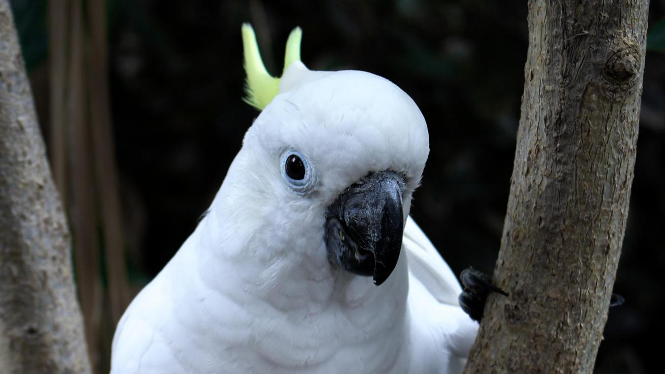 Un perroquet particulièrement futé retire les piques anti-oiseaux d’un toit (vidéo)