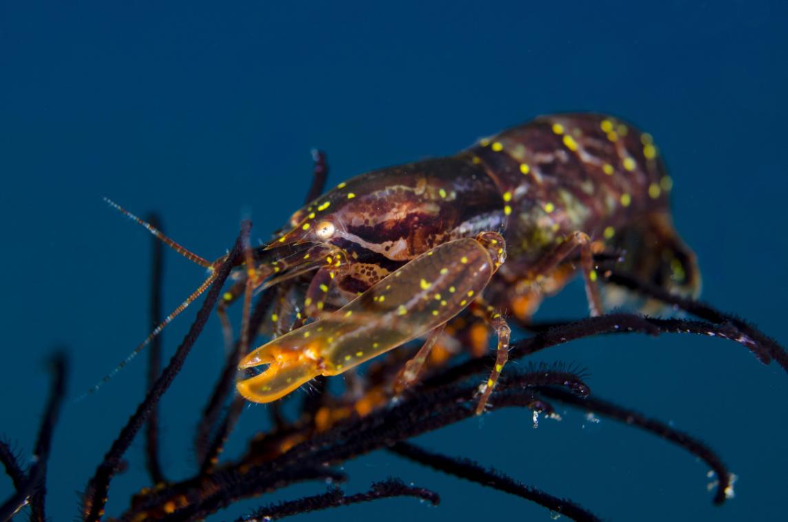 Comment les crevettes pourraient devenir un allié précieux pour l’armée américaine