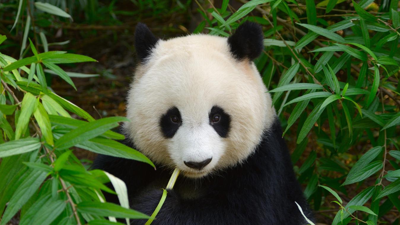 Les pandas existent-ils vraiment? Cette improbable théorie du complot qui doute de leur existence